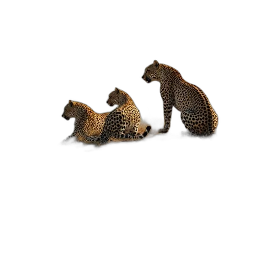 hair, animal, creature, hat transparent PNG cut-out