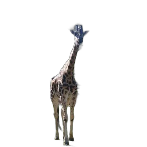 animal, creature, staff, weapon transparent PNG cut-out