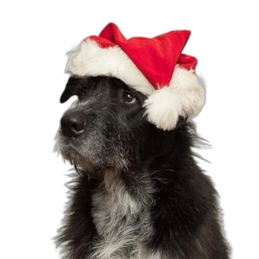 hat, black, dog, wearing transparent PNG cut-out