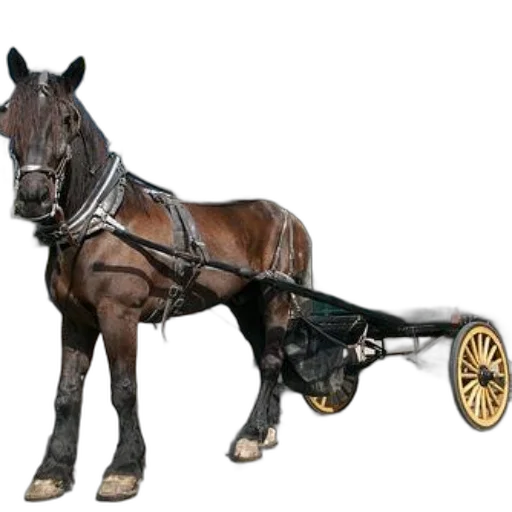 car, staff, animal, weapon transparent PNG cut-out