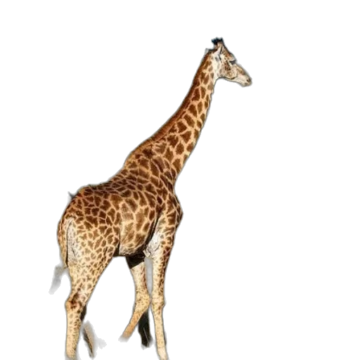 animal, creature, staff, jewelry transparent PNG cut-out