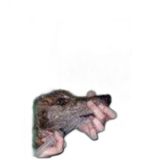 animal, creature, hat, dragon transparent PNG cut-out