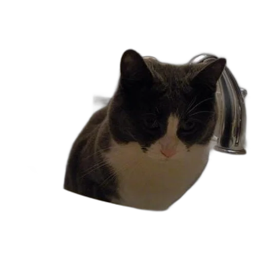 hat, animal, mask, face transparent PNG cut-out