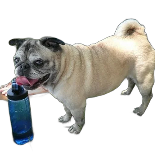 bottle, animal, staff, creature transparent PNG cut-out
