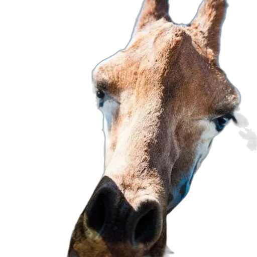animal, mask, face, creature transparent PNG cut-out