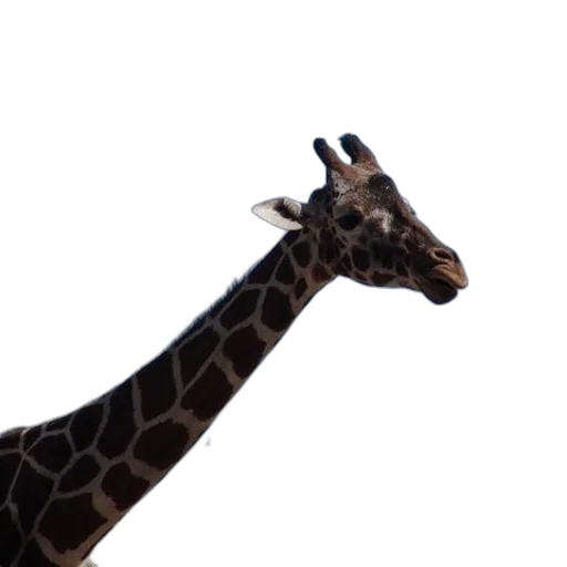 animal, creature, hat, staff transparent PNG cut-out