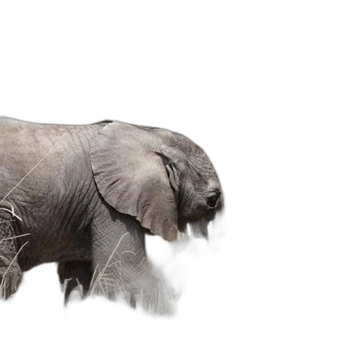 animal, creature, hair, weapon transparent PNG cut-out