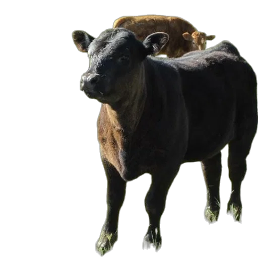 animal, mask, creature, crown transparent PNG cut-out