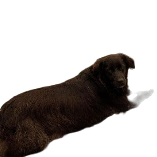 animal, creature, hair, staff transparent PNG cut-out