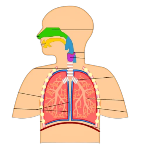 anatomical, diagram, human, respiratory transparent PNG cut-out