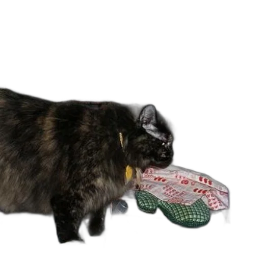 shoes, bottle, animal, hat transparent PNG cut-out