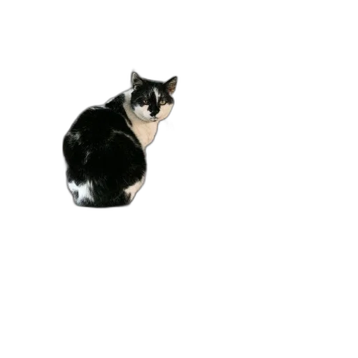animal, staff, creature, robot transparent PNG cut-out