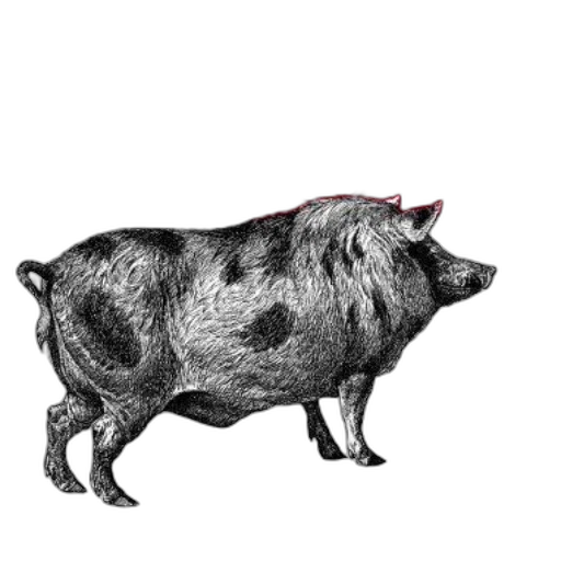 animal, food, dress, creature transparent PNG cut-out