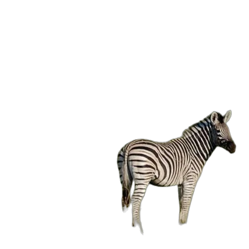 animal, creature, jewelry, furniture transparent PNG cut-out