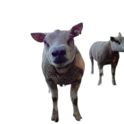animal, creature, face, mask transparent PNG cut-out