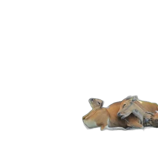 animal, shoes, furniture, food transparent PNG cut-out