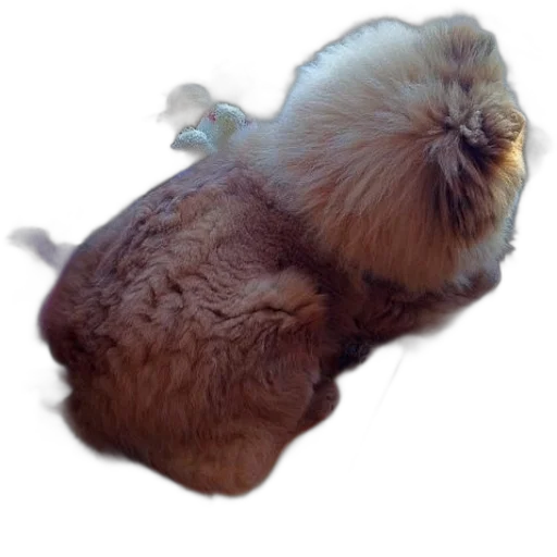 hair, animal, creature, jacket transparent PNG cut-out