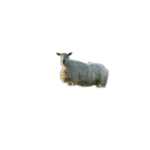 animal, creature, food, jewelry transparent PNG cut-out