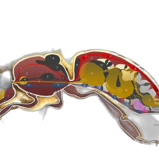 mask, animal, jewelry, crown transparent PNG cut-out