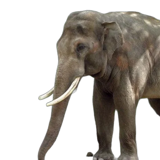 animal, creature, 3d render, photorealistic transparent PNG cut-out