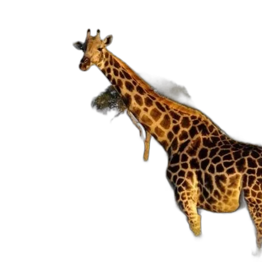 animal, creature, jewelry, staff transparent PNG cut-out