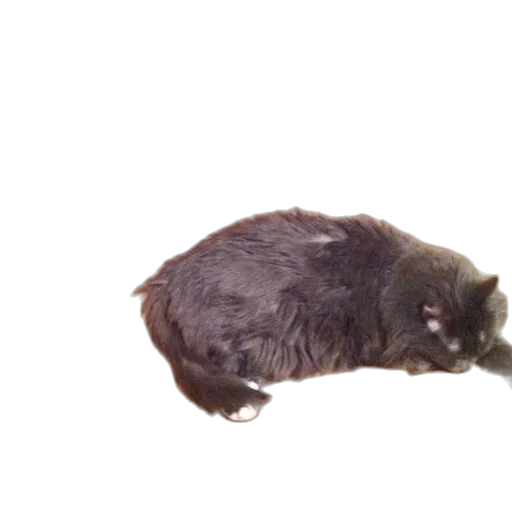 animal, creature, hair, staff transparent PNG cut-out
