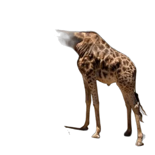 animal, creature, staff, umbrella transparent PNG cut-out