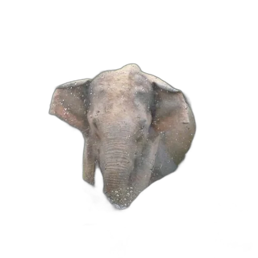 animal, mask, face, hat transparent PNG cut-out