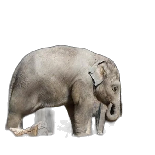 animal, creature, staff, weapon transparent PNG cut-out