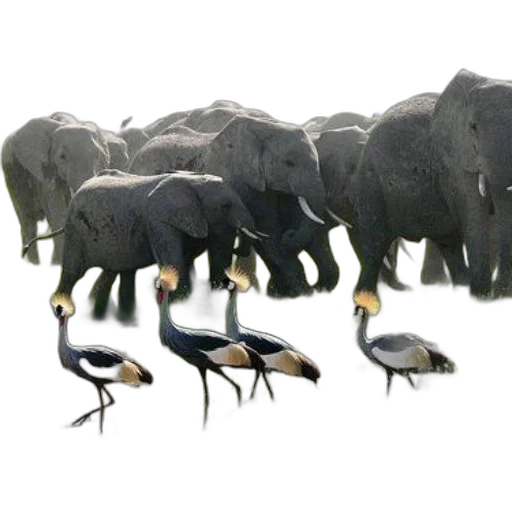animal, concept art, photorealistic, 3d render transparent PNG cut-out