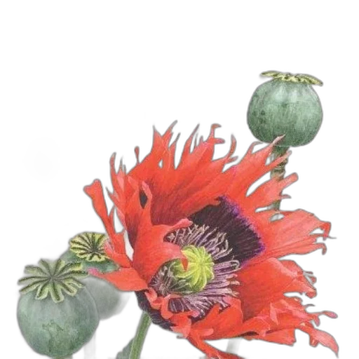 flower, crown, staff, jewelry transparent PNG cut-out