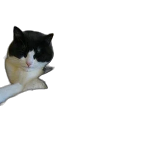 staff, animal, hat, creature transparent PNG cut-out