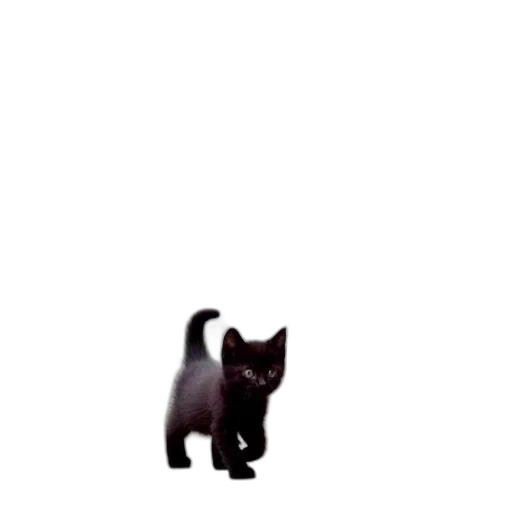 animal, creature, staff, robot transparent PNG cut-out