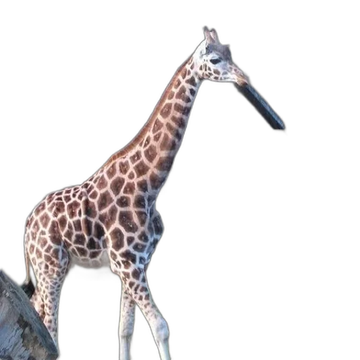 animal, creature, staff, weapon transparent PNG cut-out