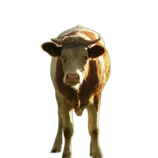 animal, creature, face, staff transparent PNG cut-out