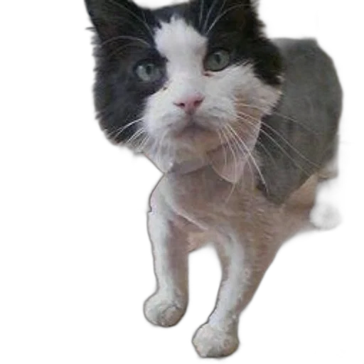 animal, staff, creature, face transparent PNG cut-out