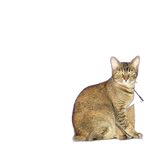animal, staff, creature, jewelry transparent PNG cut-out