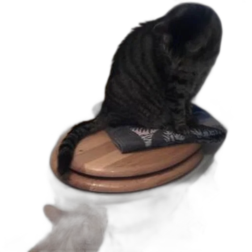 shoes, hat, creature, animal transparent PNG cut-out