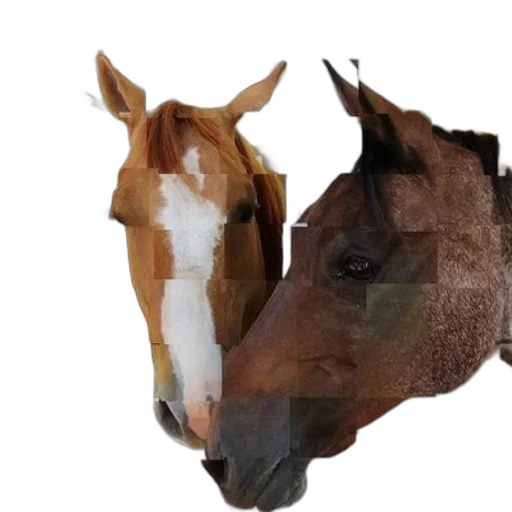 animal, mask, hat, face transparent PNG cut-out