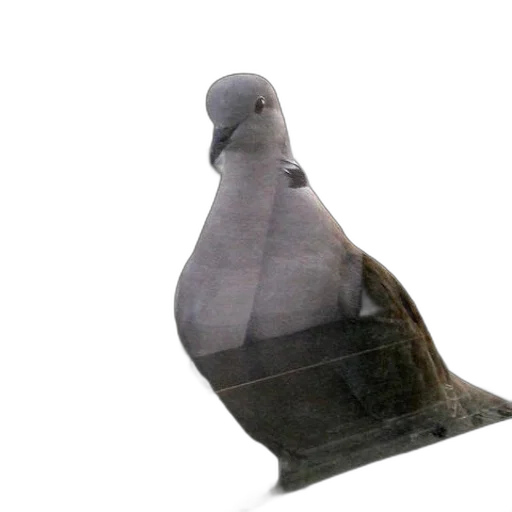 animal, crown, bottle, furniture transparent PNG cut-out