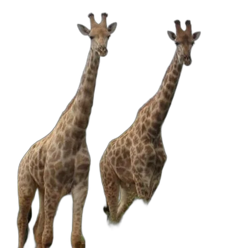 animal, creature, staff, 3d render transparent PNG cut-out