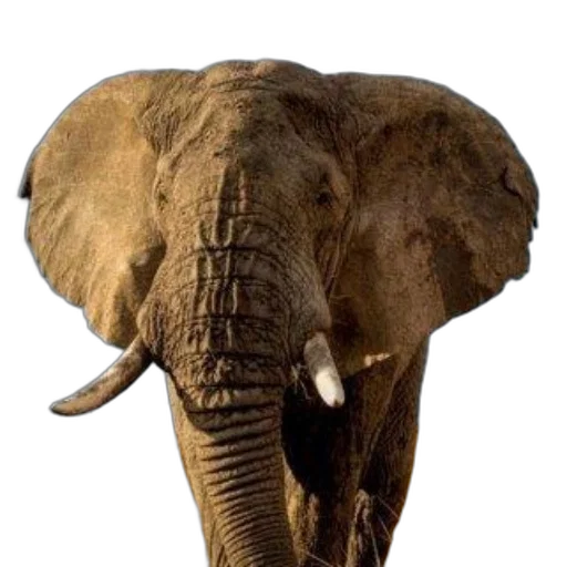 animal, creature, weapon, face transparent PNG cut-out