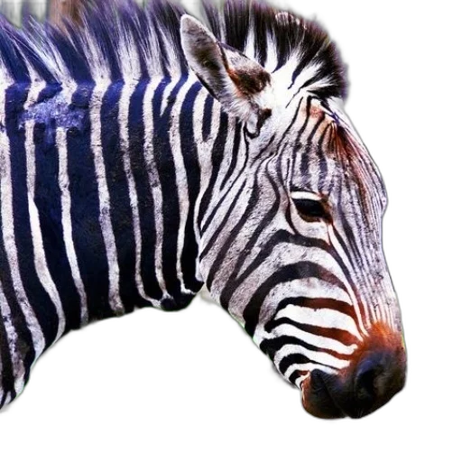 animal, creature, mask, photorealistic transparent PNG cut-out