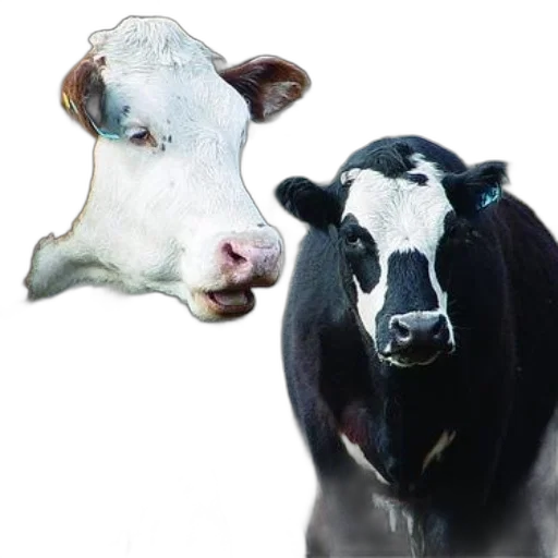 animal, mask, food, face transparent PNG cut-out