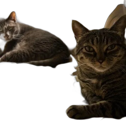 animal, photorealistic, 3d render, two transparent PNG cut-out