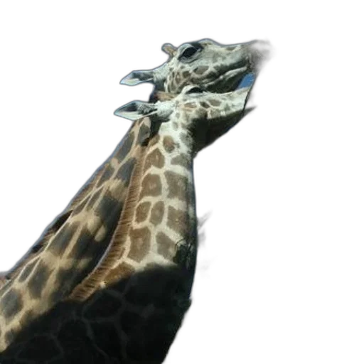 animal, creature, weapon, staff transparent PNG cut-out