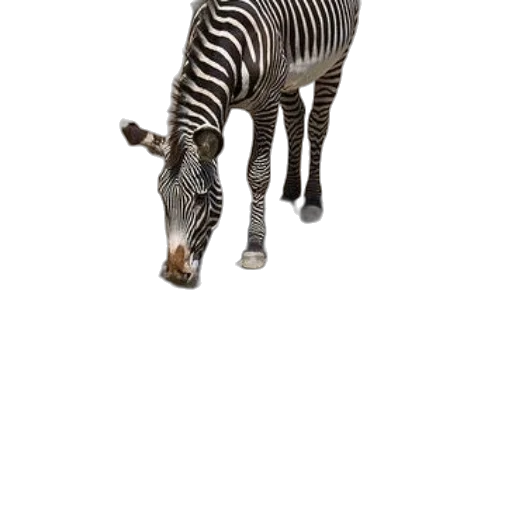 animal, creature, weapon, staff transparent PNG cut-out
