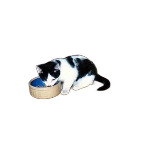 food, animal, shoes, pixel art transparent PNG cut-out