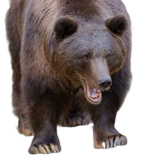 animal, creature, face, staff transparent PNG cut-out