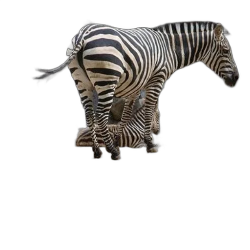 animal, creature, furniture, hat transparent PNG cut-out